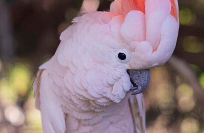 bird on branch