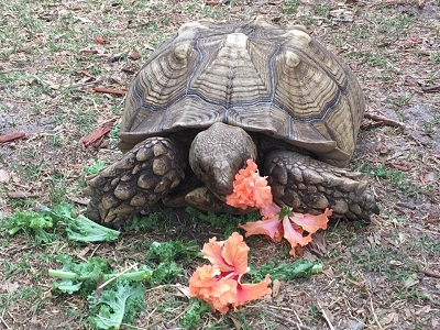 Rescued tortoise
